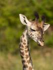 Masai giraffe, Serengeti National Park, Tanzania, Africa Art Print